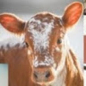 Meet your Posher, Summer